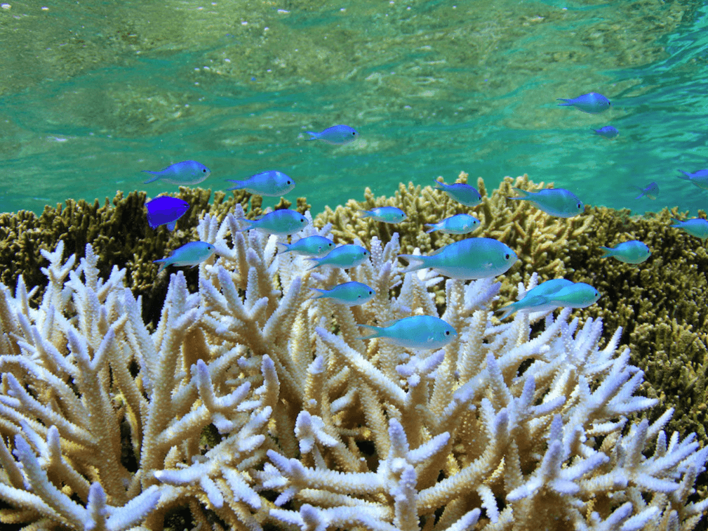 シギラセブンマイルズリゾート - 画像 12