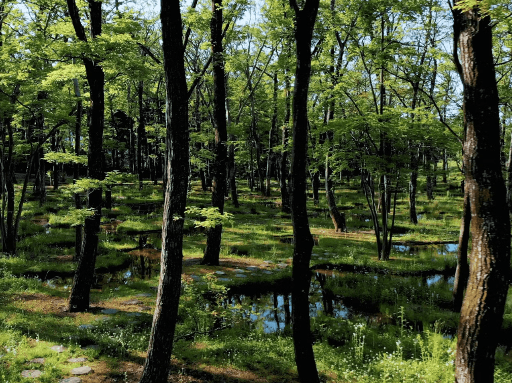 那須 無垢の音 - 画像 15